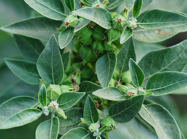 Ashwagandha