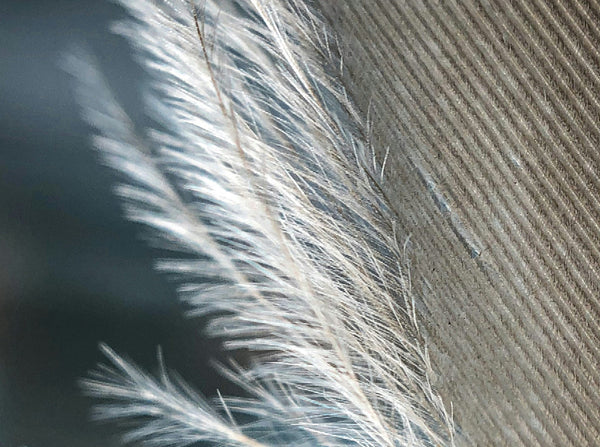 Keratin
